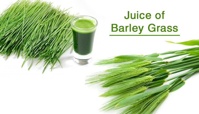 barley grass