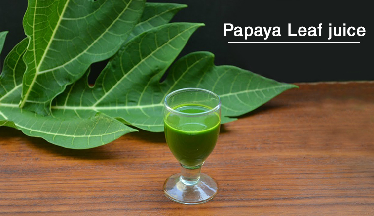 papay leaf