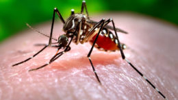 dengue, dengue fever