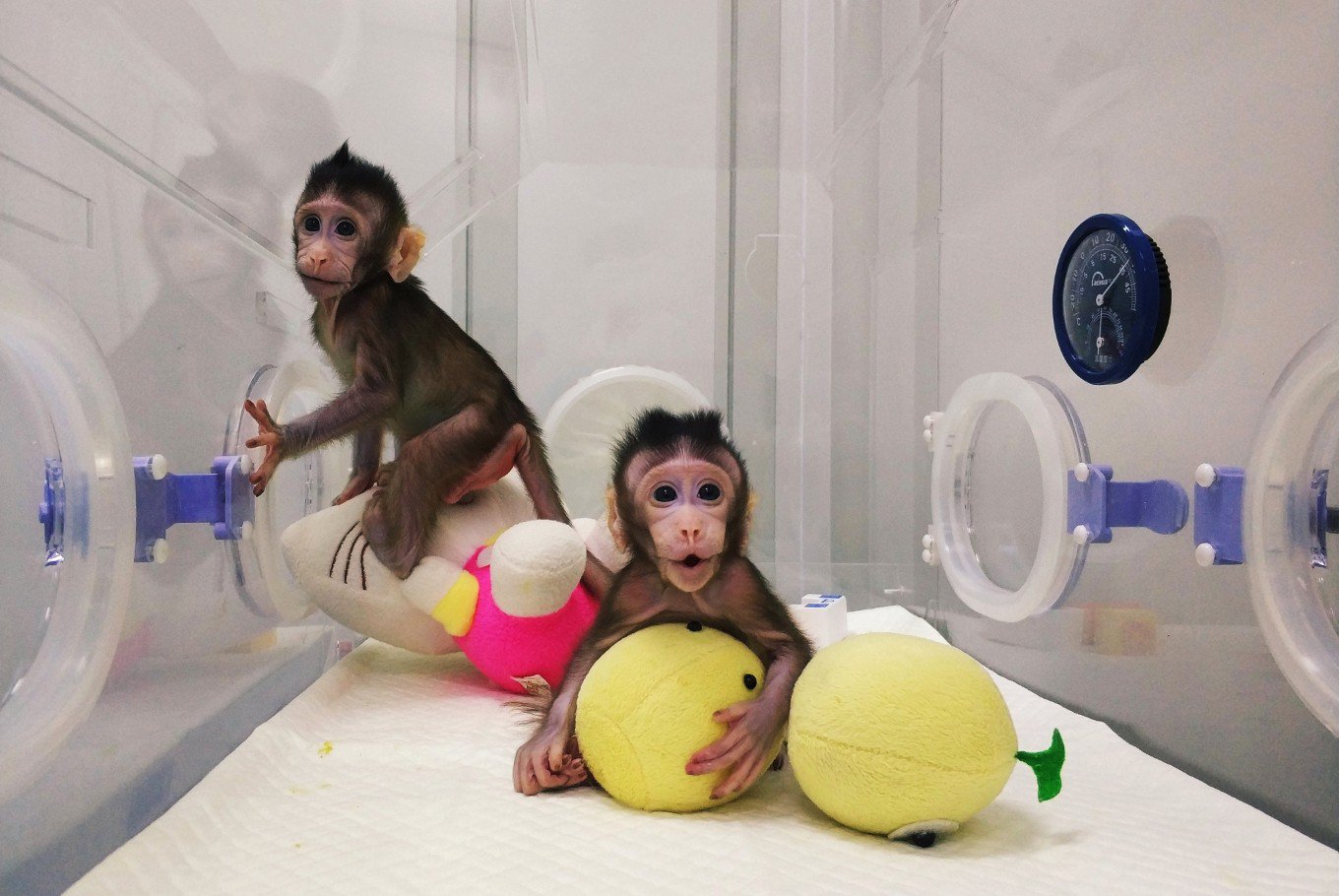 the-clones-of-monkey-in-chinese-laboratory-trending-online-now-ton