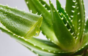 Aloe Vera: