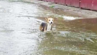 Pet-Dog-saves-the-family-from-a-fatal-landslide