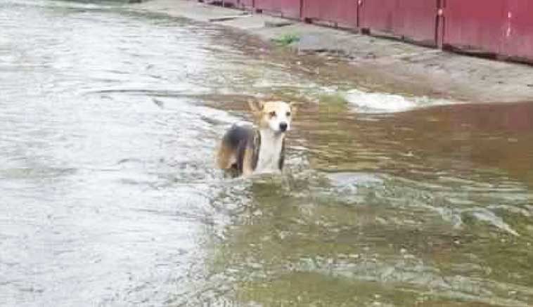 Pet-Dog-saves-the-family-from-a-fatal-landslide