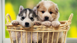 Looking-at-Cute-Pictures-Can-Make-You-Work-Better!